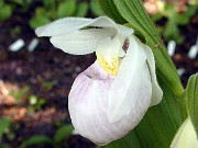 Cypripedium reginae 0011