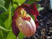 Cypripedium Gisela 0002