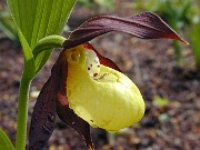 Cypripedium calceolus 0003