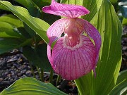 Cypripedium macranthos 0002