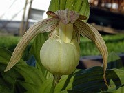 Cypripedium x ventricosum 0002