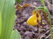 C. parviflorum var. parviflorum