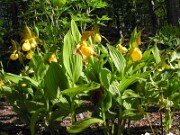 C. parviflorum var. pubescens