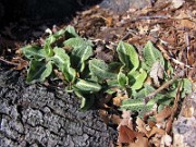 Goodyera pubescens 0001