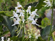 Platanthera integrilabia 20230801 0002