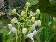 Platanthera integrilabia 20230801 0009