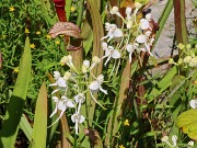 Platanthera integrilabia 20230802 0004