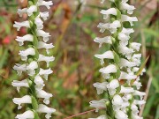 Spiranthes Chadds Ford 20211008 0002