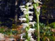 Spiranthes odorata Chadds Ford 0006