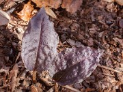 Tipularia discolor 20151120 0005