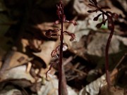 Orchid sp. 20120421_0001