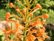 Platanthera