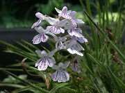 Ponerorchis