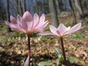 Sanguinaria