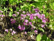 Phlox amoena 0002