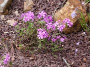 Phlox amoena 0003