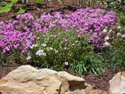 Phlox amoena 20100001