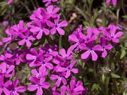 Phlox amoena 20100017