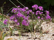 Phlox amoena 20100021