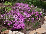 Phlox amoena 20100030