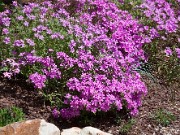 Phlox amoena 20100031