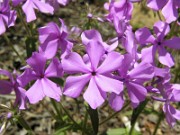 Phlox