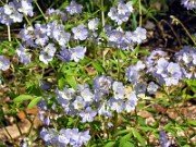 Polemonium