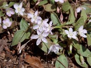 Claytonia caroliniana 0002