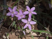 Claytonia virginica 20120403_0002