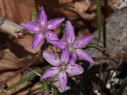 Claytonia virginica 20120403_0003