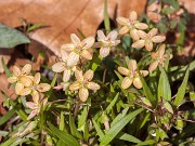 Claytonia virginica f. lutea 20160328 0001