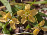 Claytonia virginica f. lutea 20190324 0002