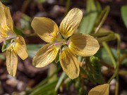 Claytonia virginica f. lutea 20190324 0003