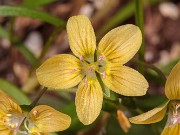 Claytonia virginica f. lutea 20190324 0004