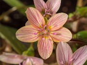 Claytonia virginica f. lutea 20190324 0006