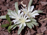 Lewisia brachycalyx 0005