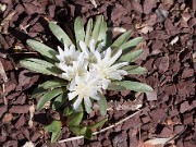 Lewisia brachycalyx 20100002