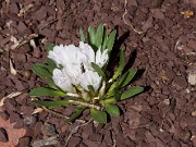 Lewisia brachycalyx 20100003