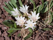 Lewisia brachycalyx 20100004