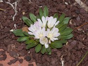 Lewisia brachycalyx 20110001