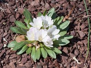 Lewisia brachycalyx 20110004