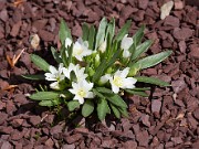 Lewisia brachycalyx 20110007