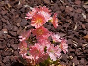 Lewisia cotyledon 20100002