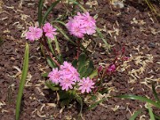 Lewisia cotyledon 20120421_0004