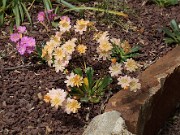 Lewisia cotyledon 20120421_0005