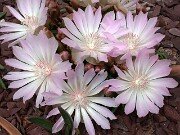 Lewisia