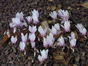 Cyclamen hederifolium (garden) 0010