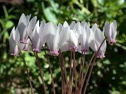 Cyclamen hederifolium 0001