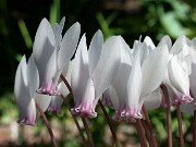 Cyclamen hederifolium 0002