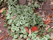 Cyclamen hederifolium 0003
